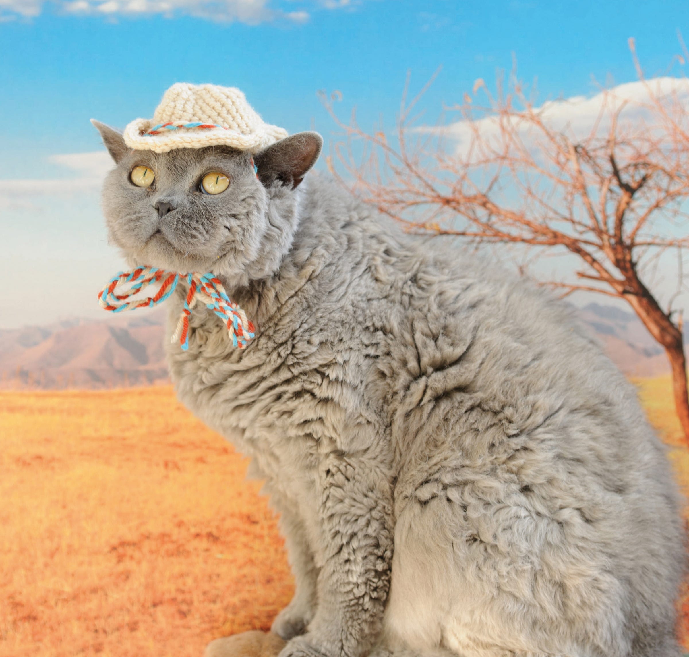 Коты кот в шляпе и в горах